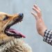 Услуги юриста по взысканию ущерба при укусе собаки через суд во Владивостоке